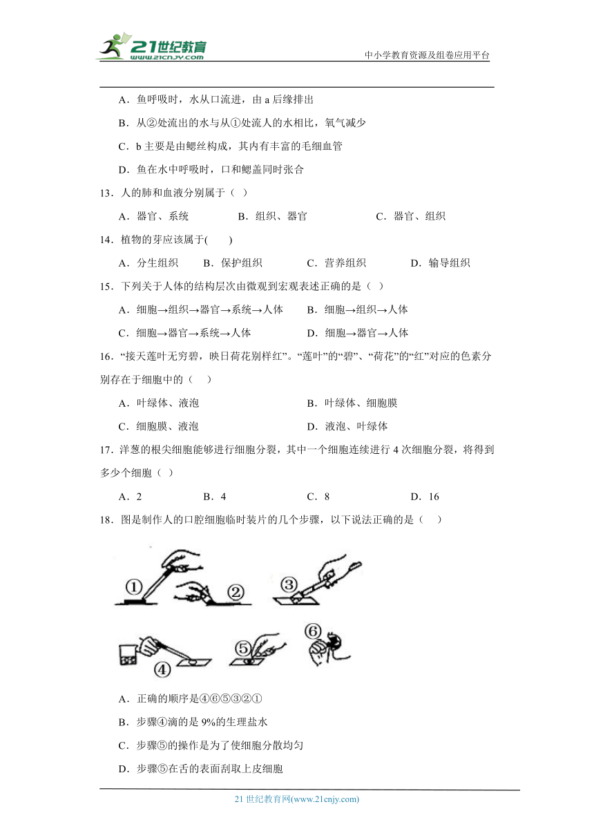 2023-2024年苏科版七年级下册生物期中综合训练（含解析）