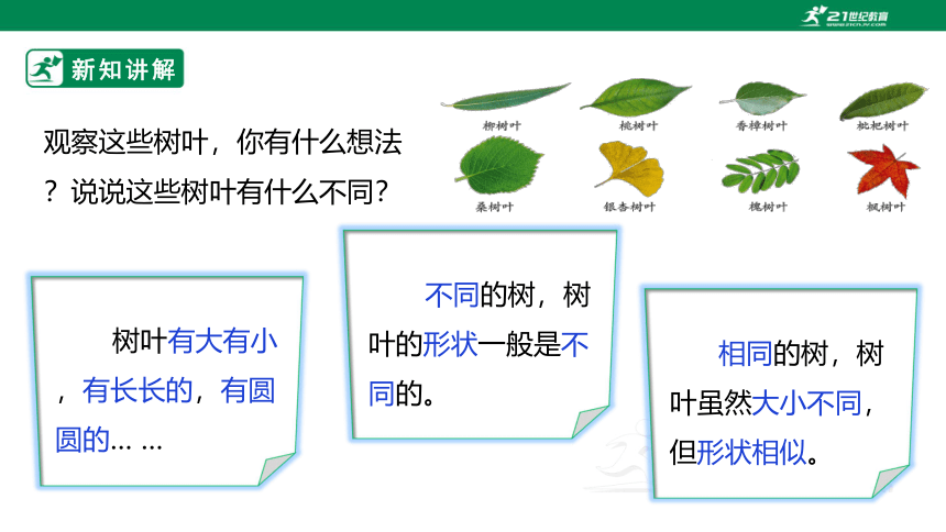 新课标苏教版六上3.9《树叶中的比》课件（33张PPT）