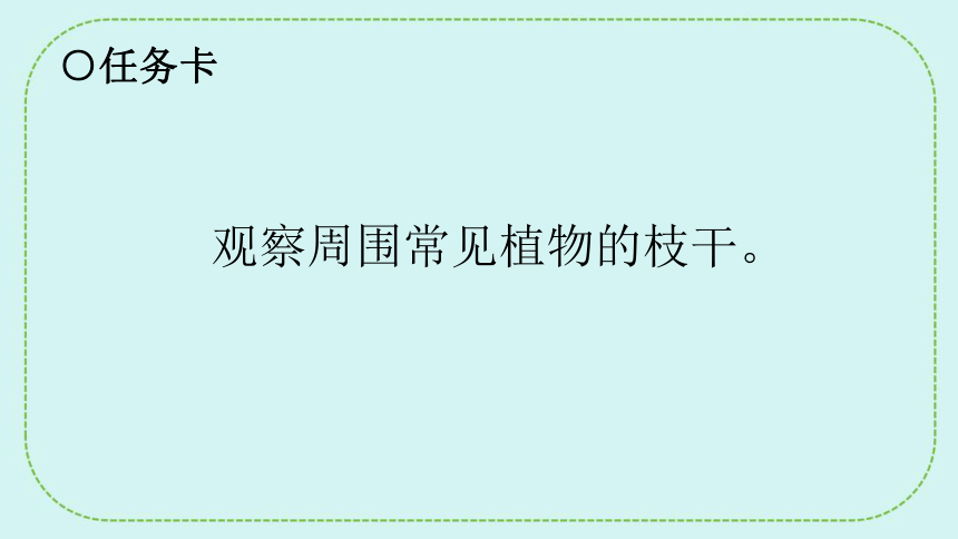 青岛版（六三制2017秋）一年级下册科学课件   3.11看茎认植物 课件(共17张PPT)