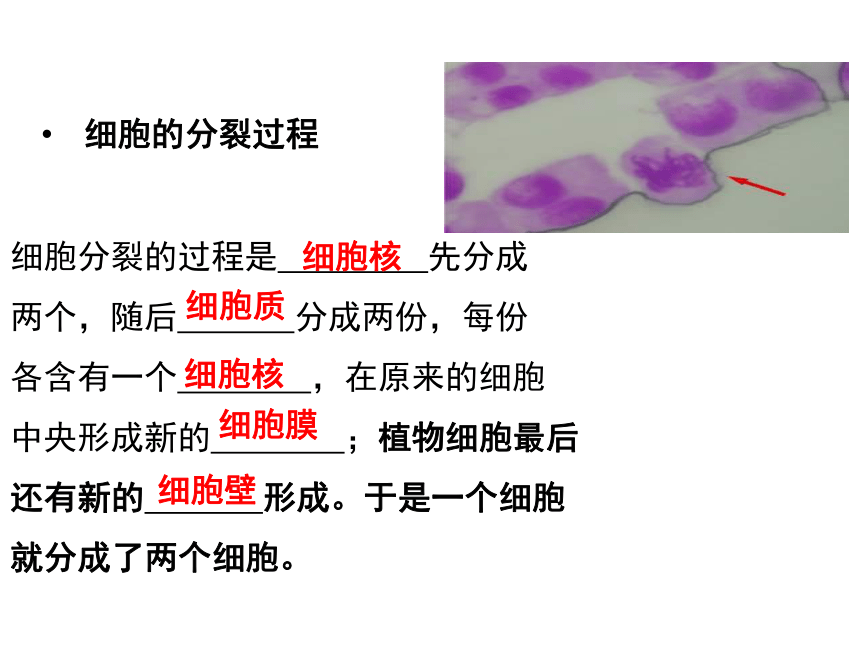 济南版生物七年级上册 1.2.2 细胞的分裂与分化 课件(19张PPT）