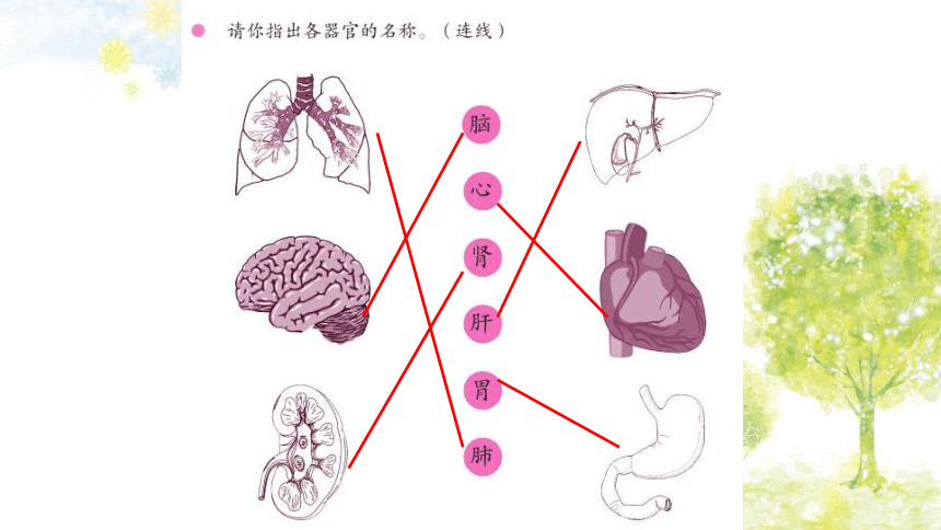 沪教版（2015）二年级下册科学课件-1 我们的身体--体内器官（课件8ppt）