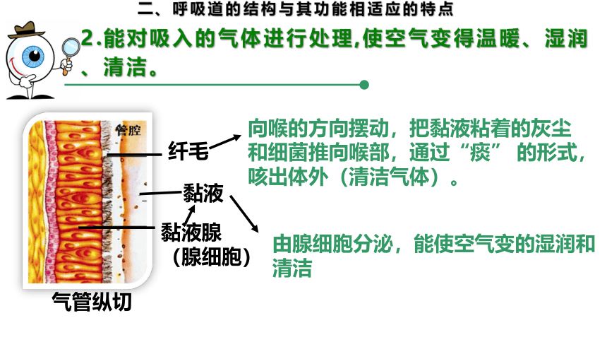 2.3.1.1 呼吸道和肺（课件）七年级生物下册（冀教版）（共19张PPT）