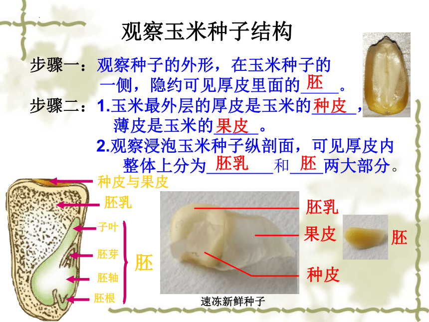 2022-2023学年北师大版生物学七年级上册 3.6.1.种子萌发形成幼苗  课件 (共46张PPT)