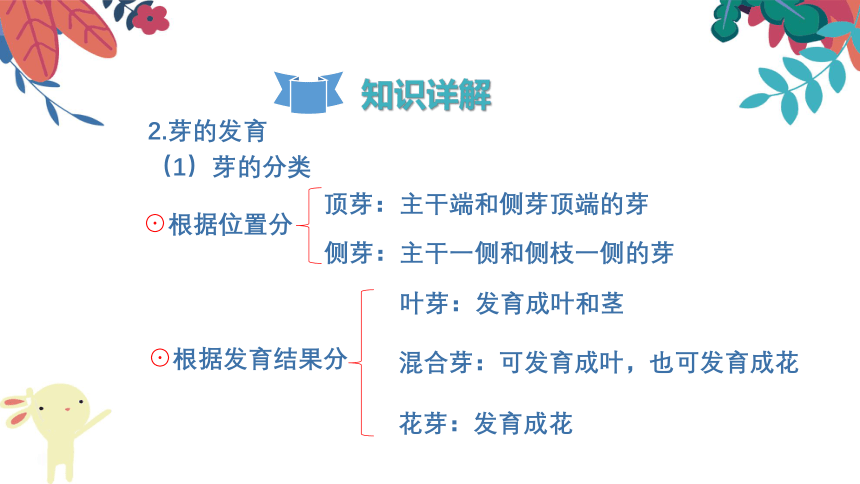 3.2.2《植株的生长》复习课件(共26张PPT)