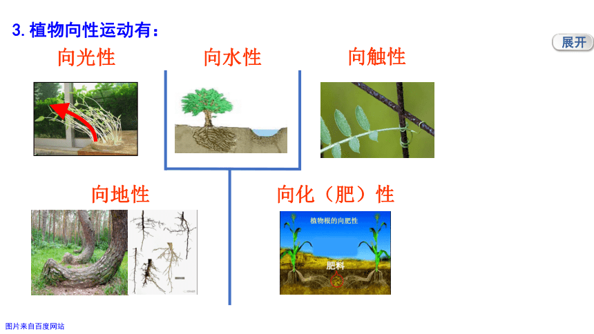 3.1 植物生命活动的调节（课件 24张PPT)