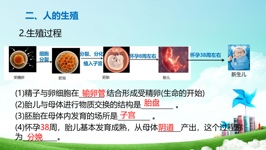 第1章 人的由来 2022-2023学年七年级生物下册单元复习课件（人教版）(共20张PPT)