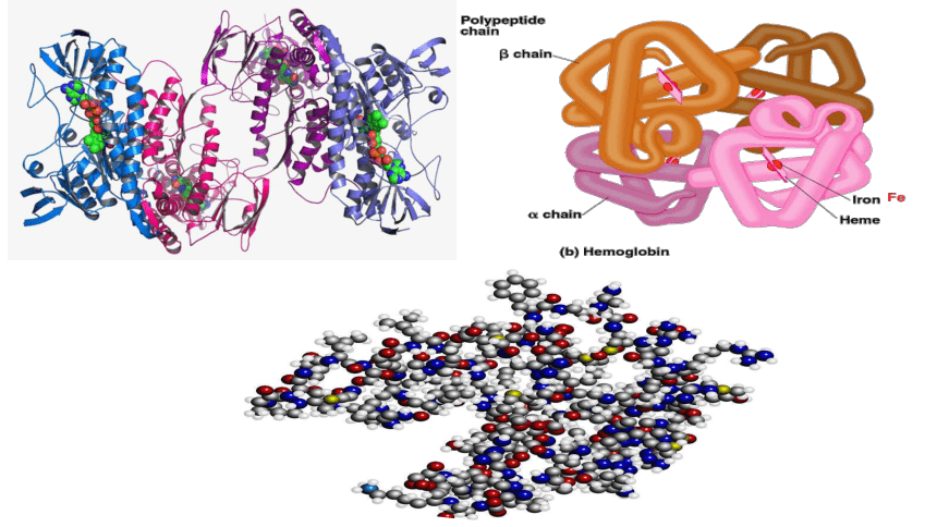 2.4 蛋白质是生命活动的主要承担者课件-(共56张PPT)人教版必修1