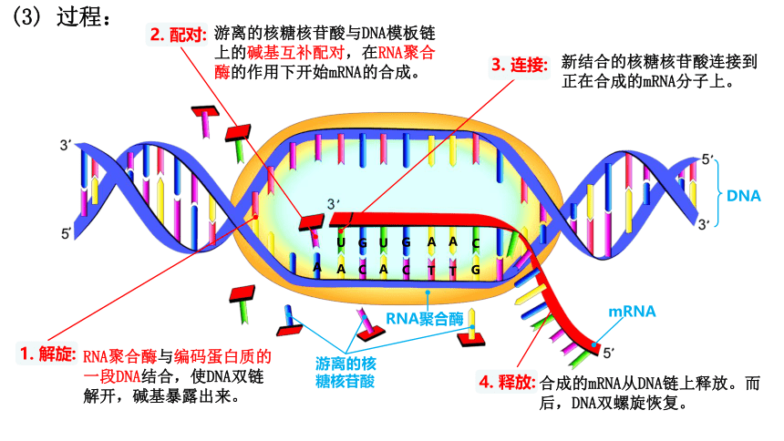 2020-2021学年高一生物（人教版（2019）必修二）4.1 基因指导蛋白质的合成  课件（41张PPT）