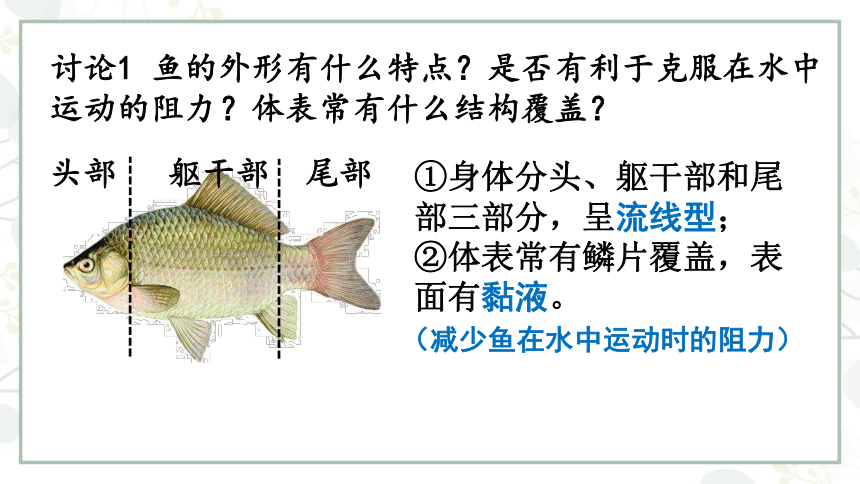 5.1.4鱼课件（共18张PPT）2022--2023学年人教版生物八年级上册