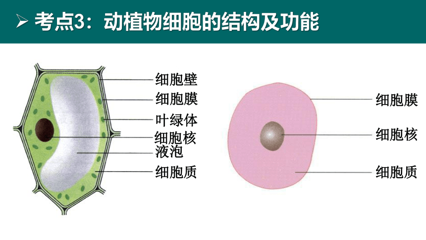 初中生物 会考复习 第二单元 生物体的结构层次（27张PPT）