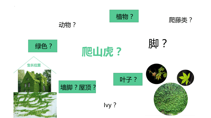 10 爬山虎的脚   课件 (共17张PPT)