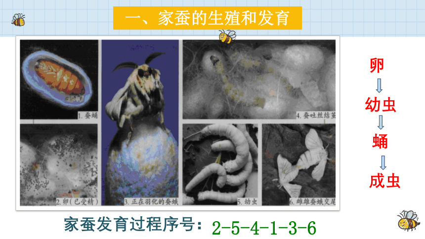 7.1.2 昆虫的生殖和发育课件（17张PPT）2022--2023学年人教版生物八年级下册