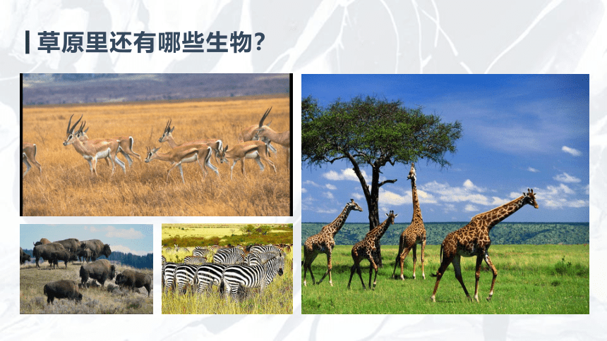 青岛版（六三制2017秋）五年级下册科学  5.19生物的栖息地（课件共17张PPT）