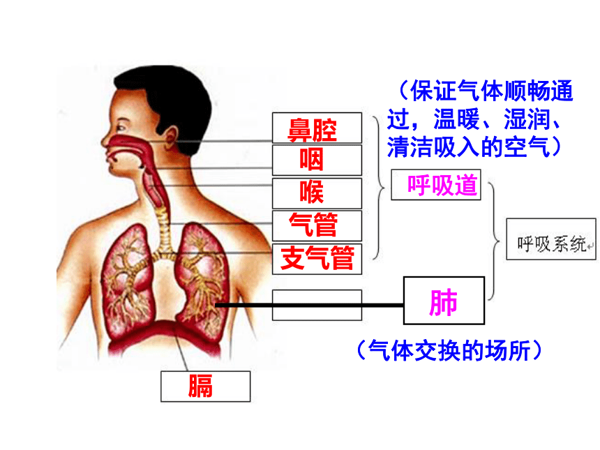 2020-2021学年人教版七年级生物下册4.3.2 发生在肺内的气体交换 -课件（25张PPT）