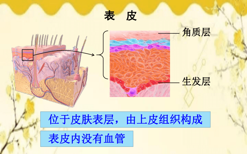 北师大版生物学七年级下册  第11章  人体代谢废物的排出第3节  皮肤与汗液 分泌课件(共21张PPT)