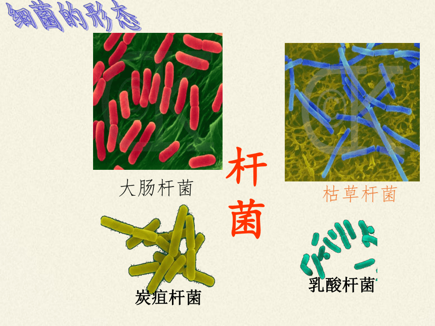 苏教版八年级生物上册 14.3 神奇的微生物 课件(共27张PPT)