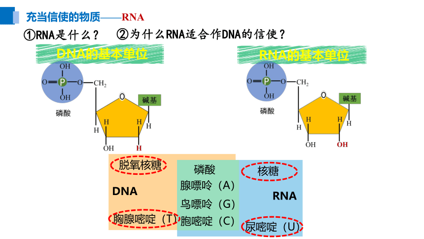 4.1 基因指导蛋白质的合成(共40张PPT2份视频)课件-人教版（2019）必修2