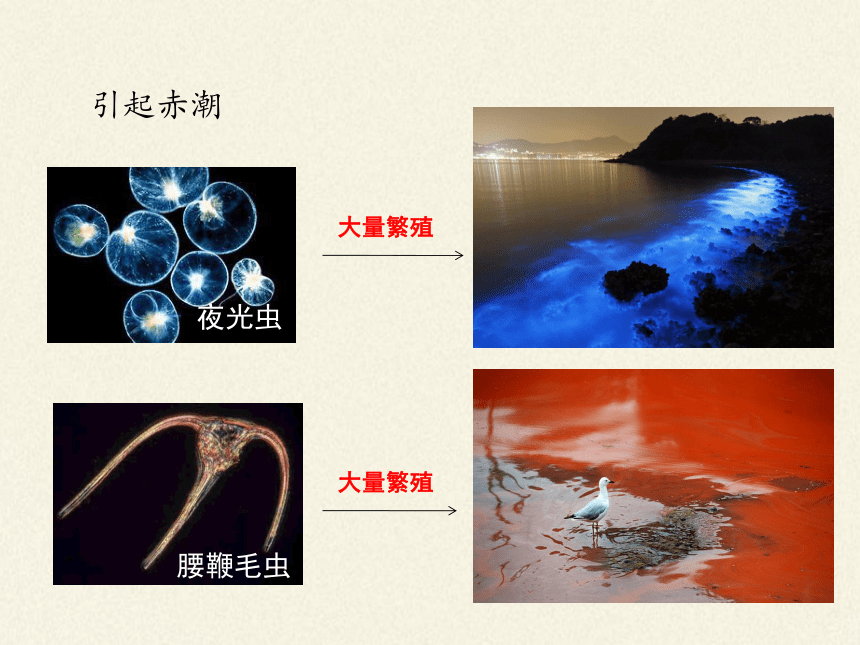 北师大版生物八年级下册 7.22.2 原生生物的主要类群 课（共24张PPT）