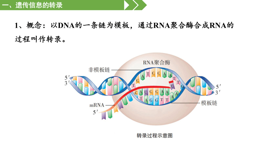 4.1基因指导蛋白质的合成课件-人教版2019必修2(共38张PPT)