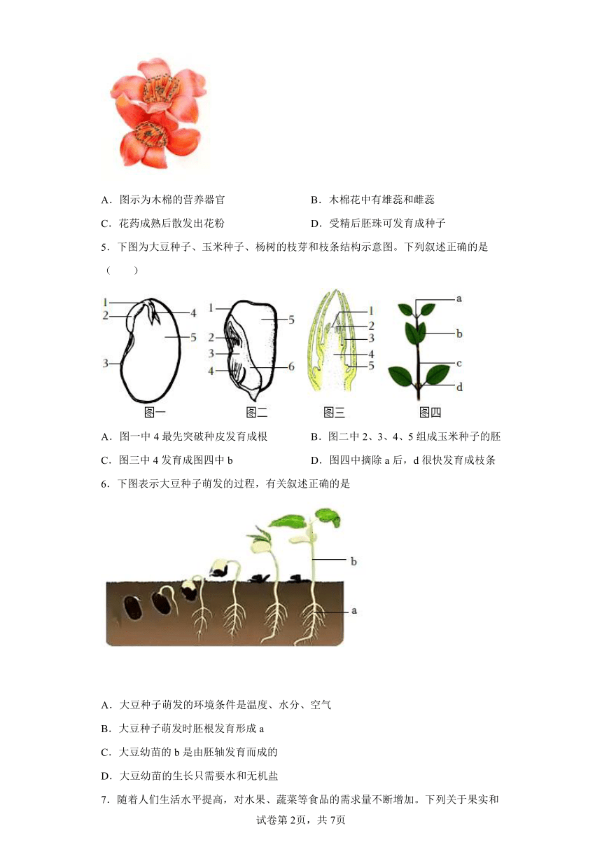 第6章绿色开花植物的生活史- 提升练习北师大版生物七年级上册（含解析）