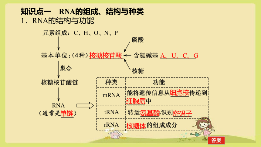 【备考2024】高三一轮复习课件：6-3基因指导蛋白质的合成及其与性状的关系(共84张PPT)