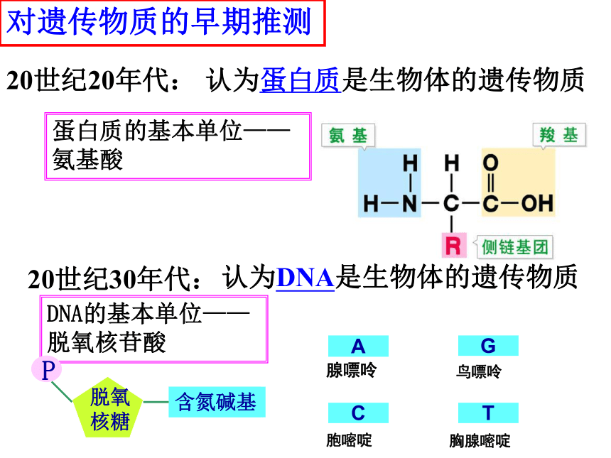 生物人教版（新课程标准）必修2-3.1 DNA是主要的遗传物质  课件（41张PPT）