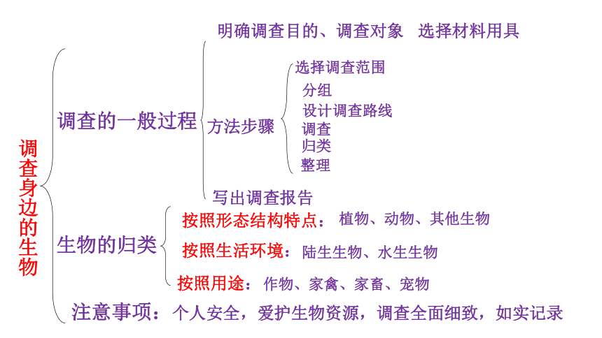 人教版七年级生物上册复习课件（117张ppt)