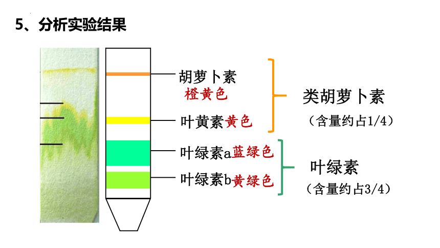 5.4光合作用与能量转化课件(共35张PPT有1份视频)2022—2023学年高一上学期生物人教版必修1