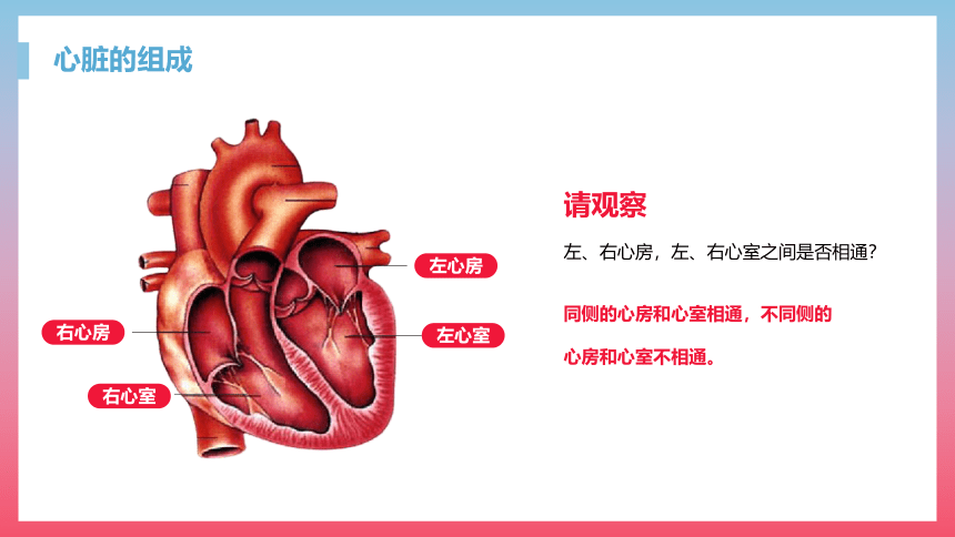 第三节 输送血液的泵──心脏 课件（23张PPT）