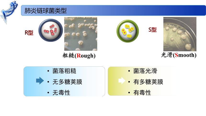 2.1 DNA是主要的遗传物质课件（41张）高一生物（苏教版2019必修2）