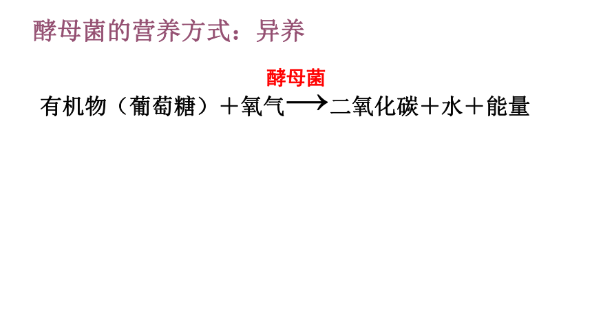 4.3 微生物 课件（21张）沪教版 第二册