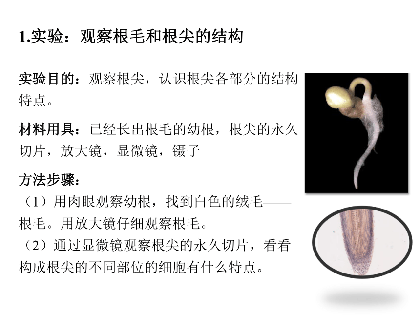 初中生物人教版七年级上册3.2.2植株的生长课件(共33张PPT)