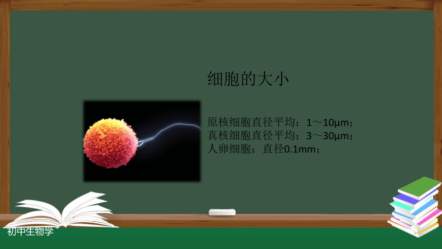 第1节 练习使用显微镜 课件(共19张PPT)