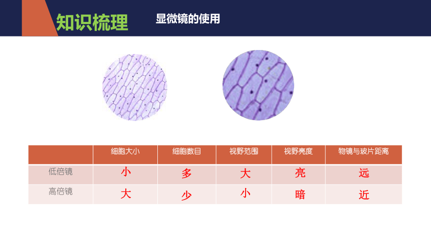 2021-2022学年人教版七年级生物上册第二单元  生物体的结构层次  复习课件(共20张PPT)