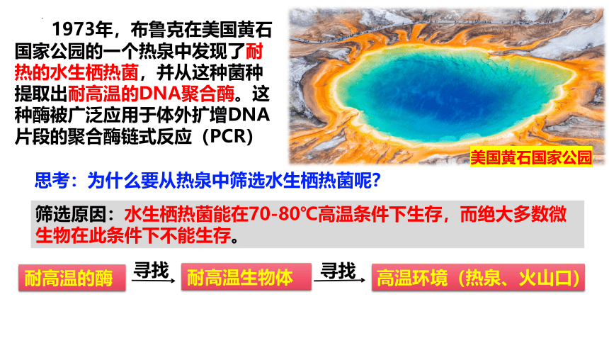 1.2.2微生物的选择培养与计数课件(共28张PPT)-第二课时人教版选择性必修3