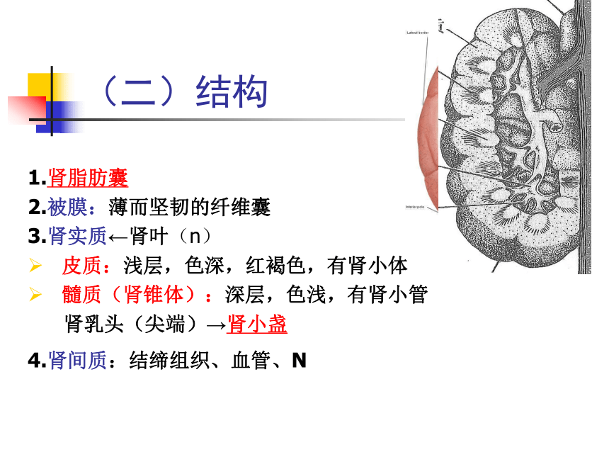 7.泌尿系统  课件(共55张PPT) - 《畜禽解剖生理学》同步教学（高教版）