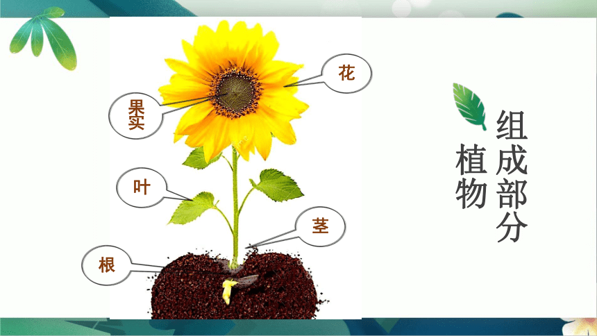 4. 美丽的植物（课件）(共13张PPT) 人美版（北京） 美术二年级下册