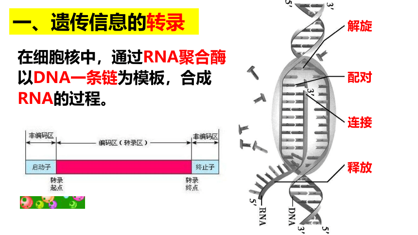 2023届高三生物一轮复习课件：第19讲  基因的表达(共50张PPT)