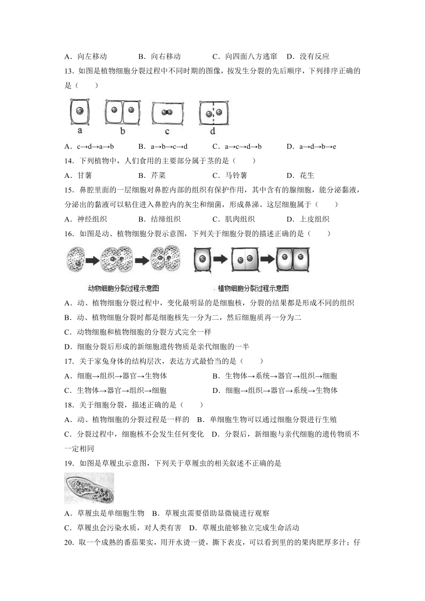 2.2 细胞怎样构成生物体 单元测试题 （word版含答案） 2021—2022学年人教版七年级生物上册