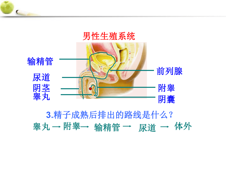 2021--2022学年济南版八年级上册 4.3.1婴儿的诞生课件（共42张PPT ）