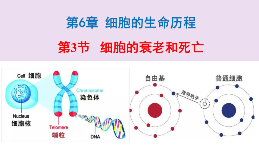 生物人教版（2019）必修1 6.3细胞的衰老和死亡  课件 （共41张ppt）