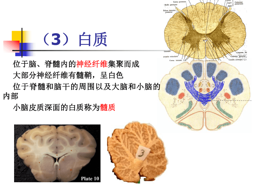 11.神经系统-1  课件(共30张PPT) - 《畜禽解剖生理学》同步教学（高教版）