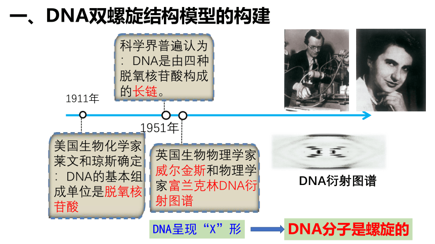生物人教版(2019)必修2 3.2-DNA的结构（共29张ppt）