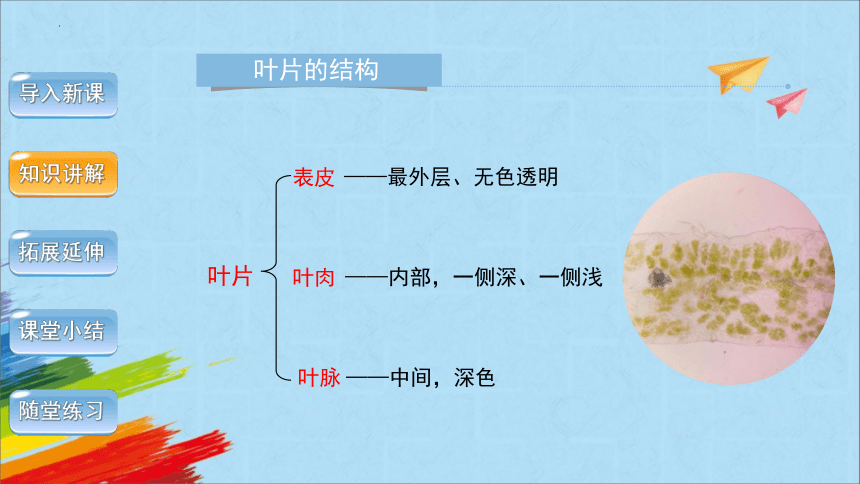 3.3  绿色植物与生物圈的水循环（第2课时）课件(共29张PPT)2022-2023学年人教版生物七年级上册