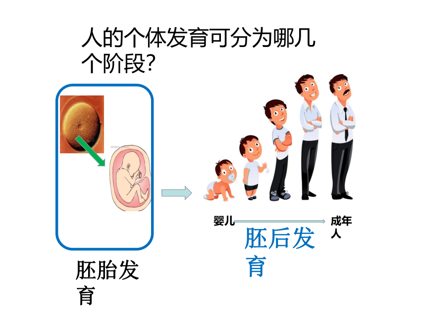 21.2 人的个体发育课件(共28张PPT)