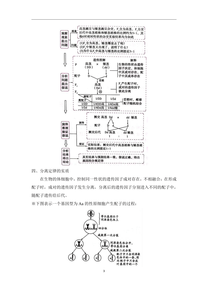 第6章遗传、变异和进化（1）遗传因子的发现学案（含解析）—2023-2024学年初升高生物学人教版（2019）精准链接