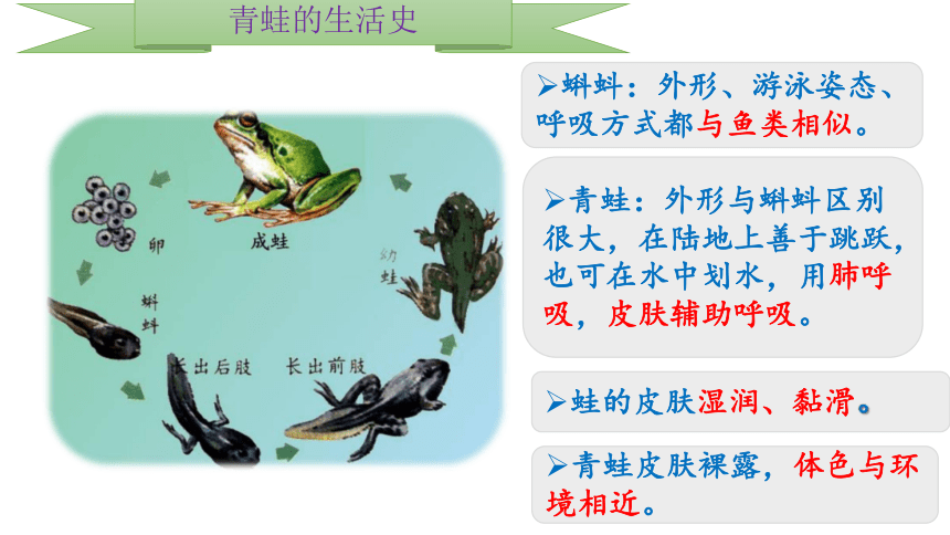 人教版八年级生物上册 第5单元 第1章 第5节  两栖动物和爬行动物课件(共33张PPT)