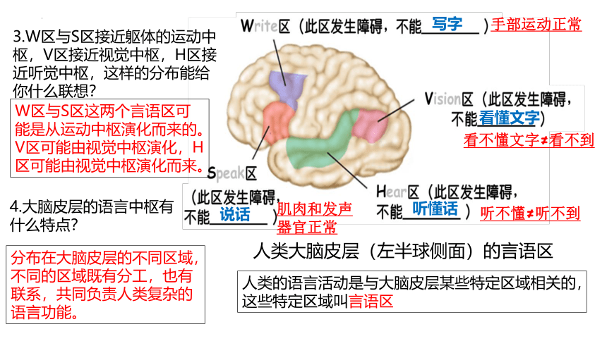 生物人教版2019选择性必修1 2.5 人脑的高级功能（共22张ppt）