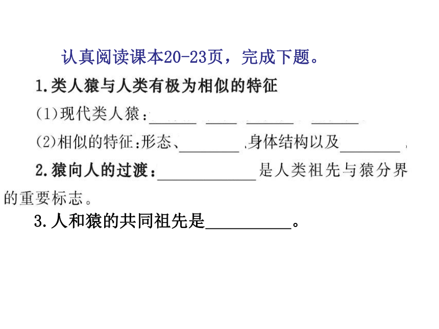 北师大版生物八年级下册21.3人类的起源与进化课件（21张PPT）