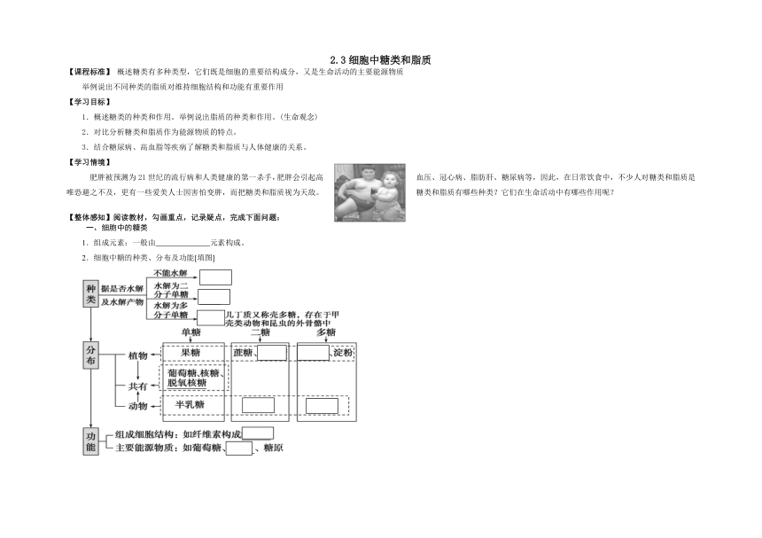 2.3细胞中的糖类和脂质学案-2022-2023学年高一上学期生物人教版（2019）必修1（含答案）